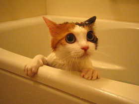 お風呂好きの猫_1.jpg