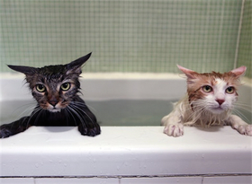 お風呂好きの猫_2.jpg