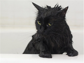 お風呂好きの猫_3.jpg