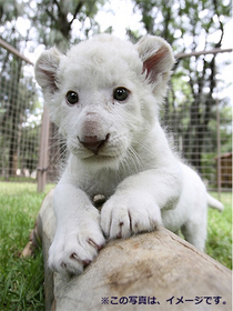 ホワイトライオンの赤ちゃん.jpg
