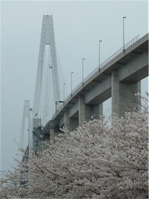 桜と新湊大橋.jpg