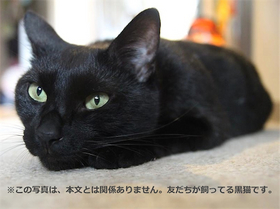 黒猫.jpg